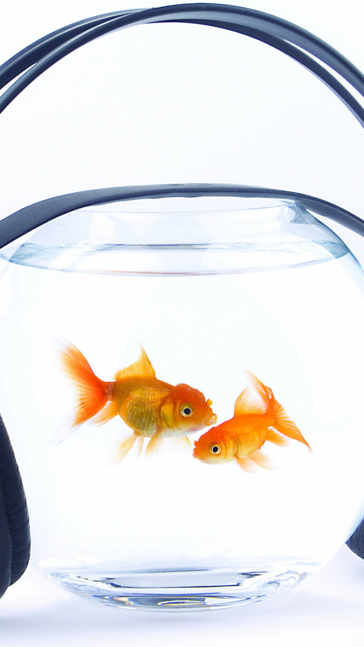 Orangenfisch in Klarer Fischschale. Wallpaper in 750x1334 Resolution