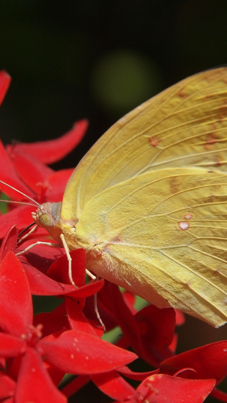 Mariposa Amarilla Posada Sobre Flor Roja en Fotografía Cercana Durante el Día. Wallpaper in 750x1334 Resolution