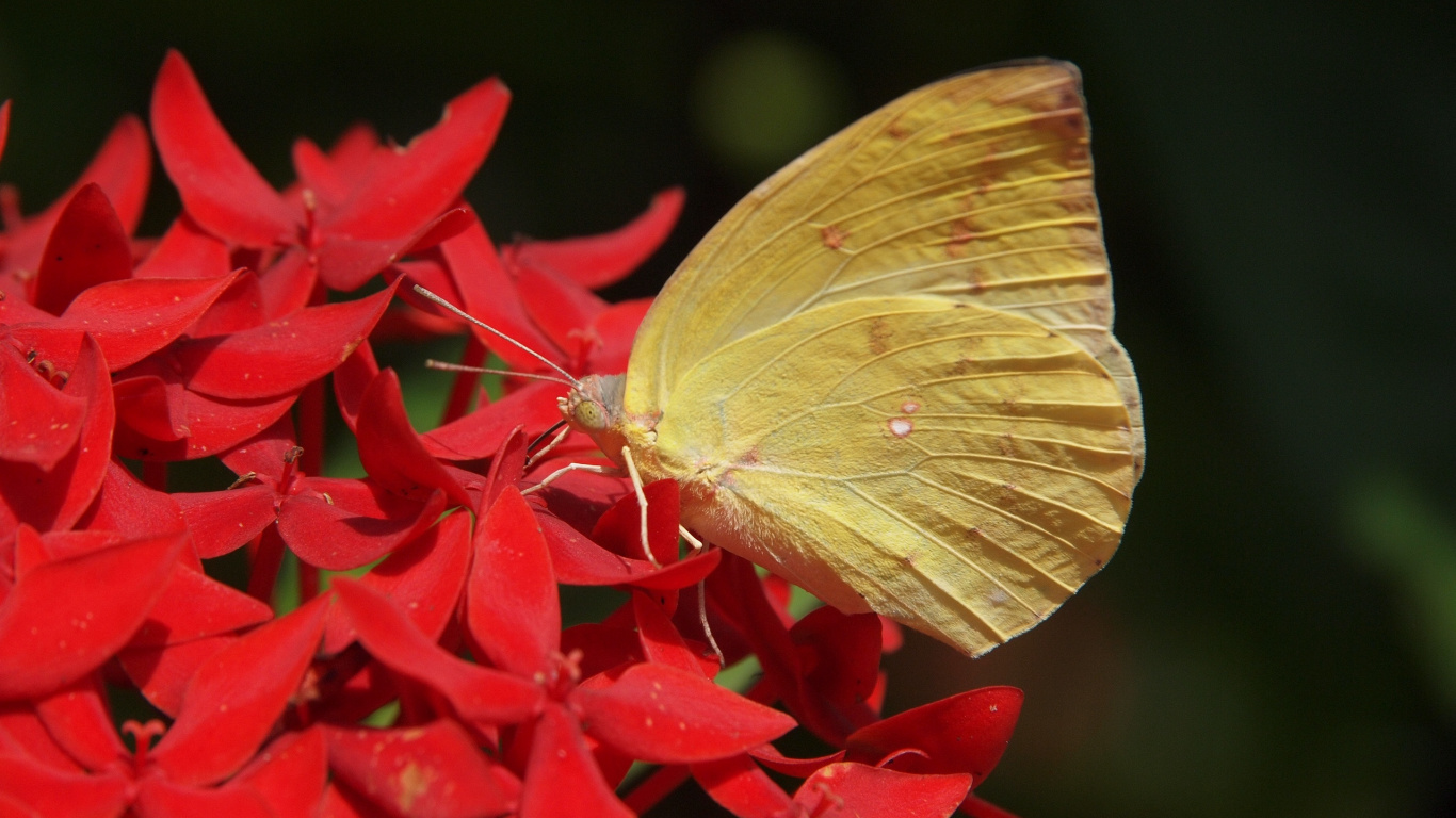 Yellow Butterfly Perched on Red Flower in Close up Photography During Daytime. Wallpaper in 1366x768 Resolution