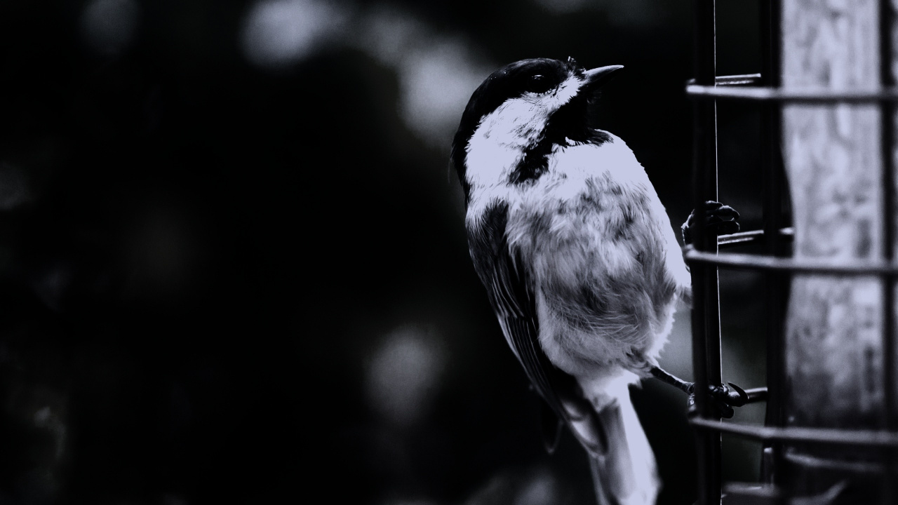 Grayscale Photo of Bird on Tree Branch. Wallpaper in 1280x720 Resolution