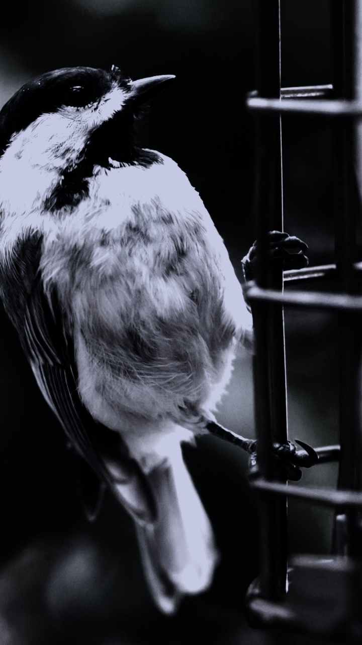 Graustufenfoto Eines Vogels Auf Einem Ast. Wallpaper in 720x1280 Resolution