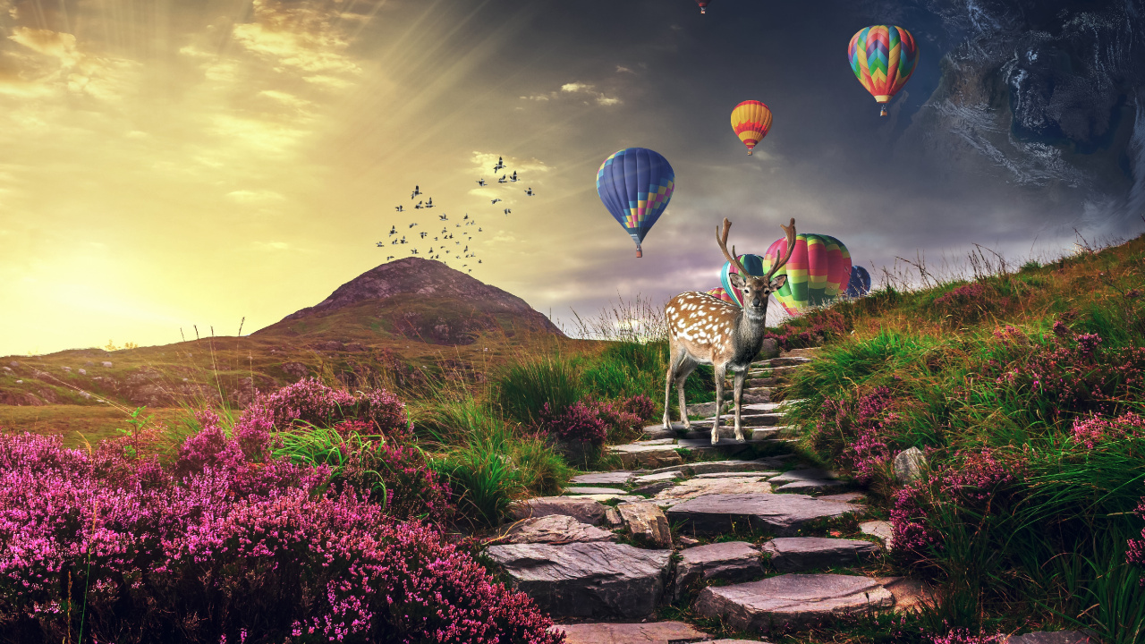 Hot Air Balloons on Sky Above Purple Flower Field. Wallpaper in 1280x720 Resolution