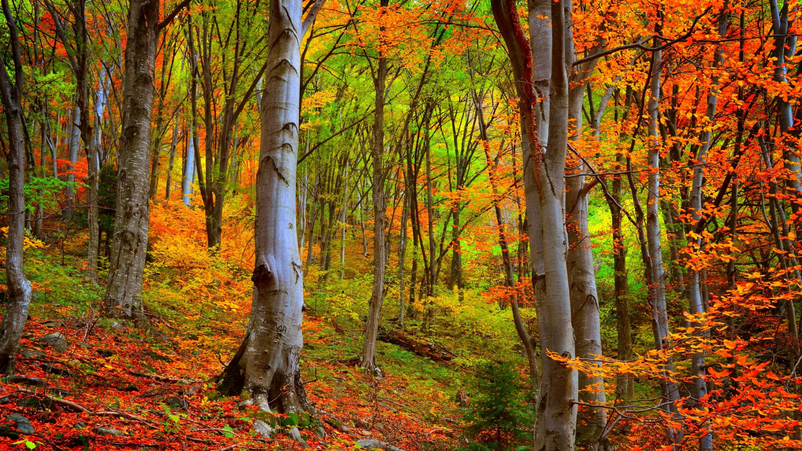 Brown Trees With Brown Leaves. Wallpaper in 2560x1440 Resolution