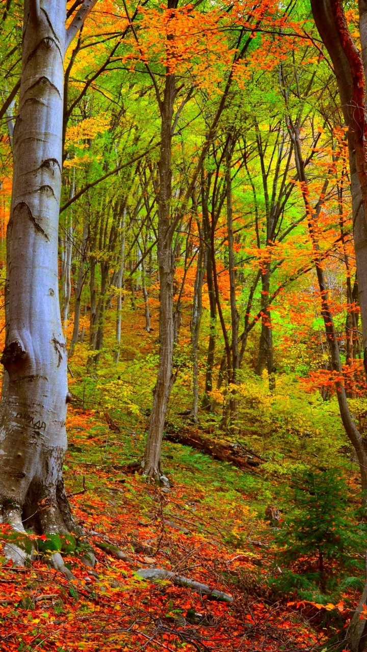 Arbres Bruns Avec Des Feuilles Brunes. Wallpaper in 720x1280 Resolution