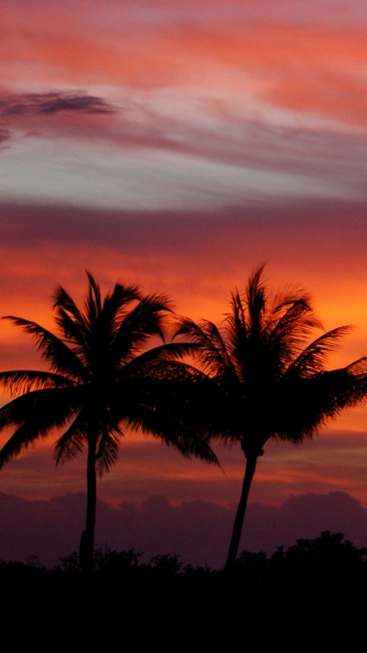 Silhouette de Palmier Pendant le Coucher du Soleil. Wallpaper in 720x1280 Resolution