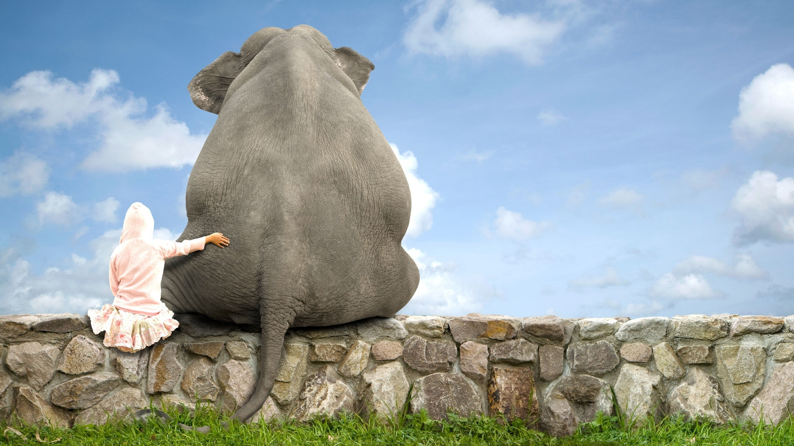 Amistad, Los Elefantes y Mamuts, Los Animales Terrestres, Elefante Indio, Fauna. Wallpaper in 2560x1440 Resolution