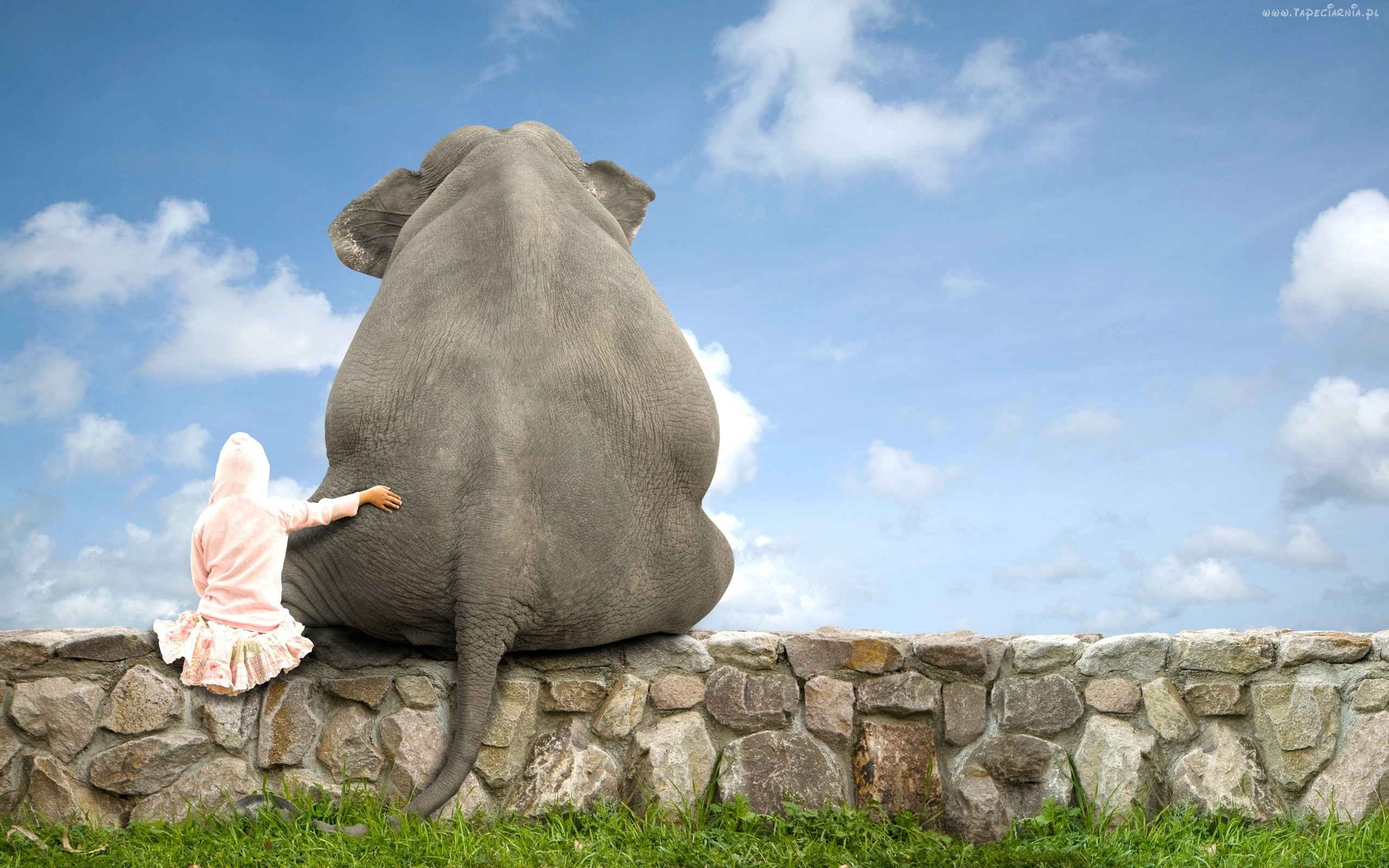 cute elephant wallpaper aesthetic