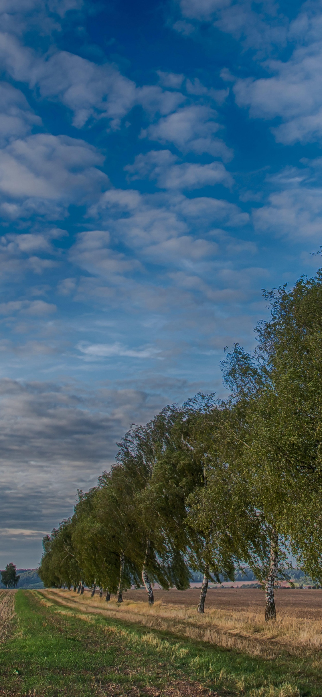 Árboles Verdes en el Campo de Hierba Verde Bajo un Cielo Azul y Nubes Blancas Durante el Día. Wallpaper in 1125x2436 Resolution