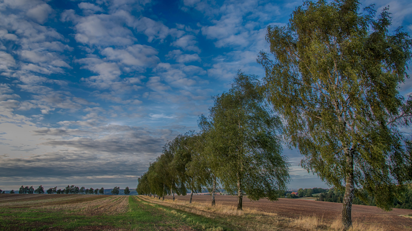 Arbres Verts Sur Terrain D'herbe Verte Sous Ciel Bleu et Nuages Blancs Pendant la Journée. Wallpaper in 1366x768 Resolution