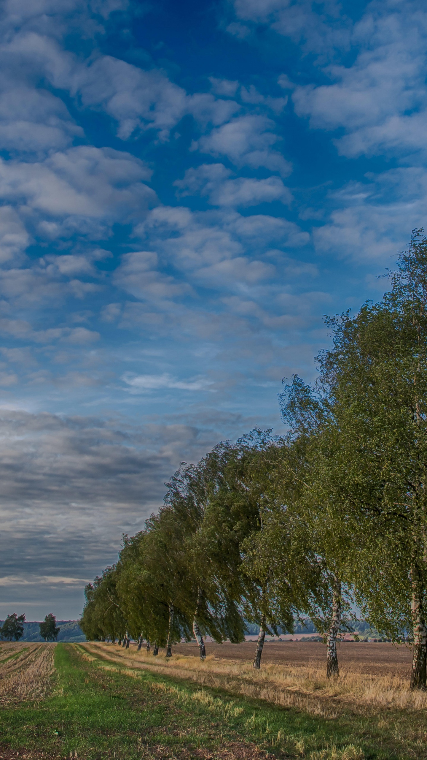 Arbres Verts Sur Terrain D'herbe Verte Sous Ciel Bleu et Nuages Blancs Pendant la Journée. Wallpaper in 1440x2560 Resolution