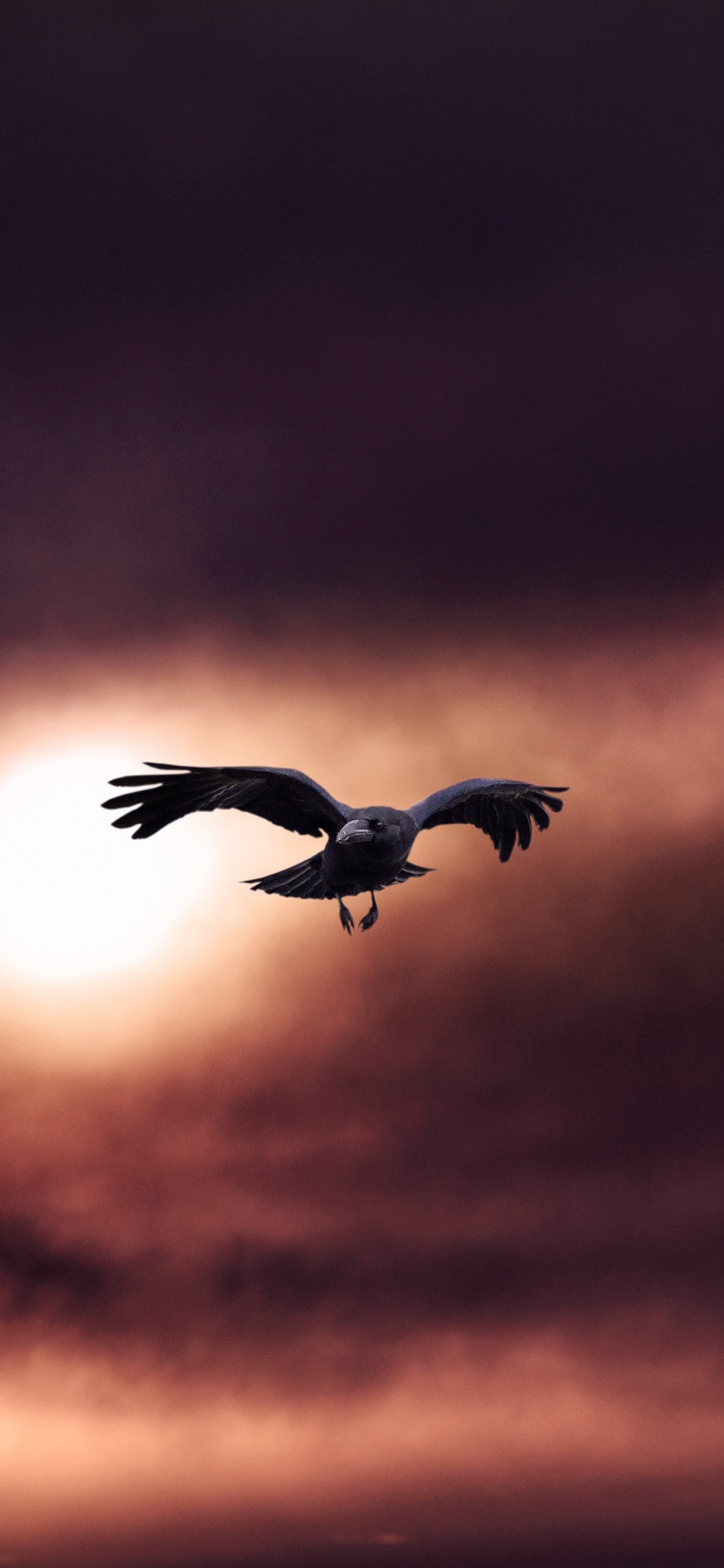 Silhouette of Bird Flying During Sunset. Wallpaper in 1125x2436 Resolution