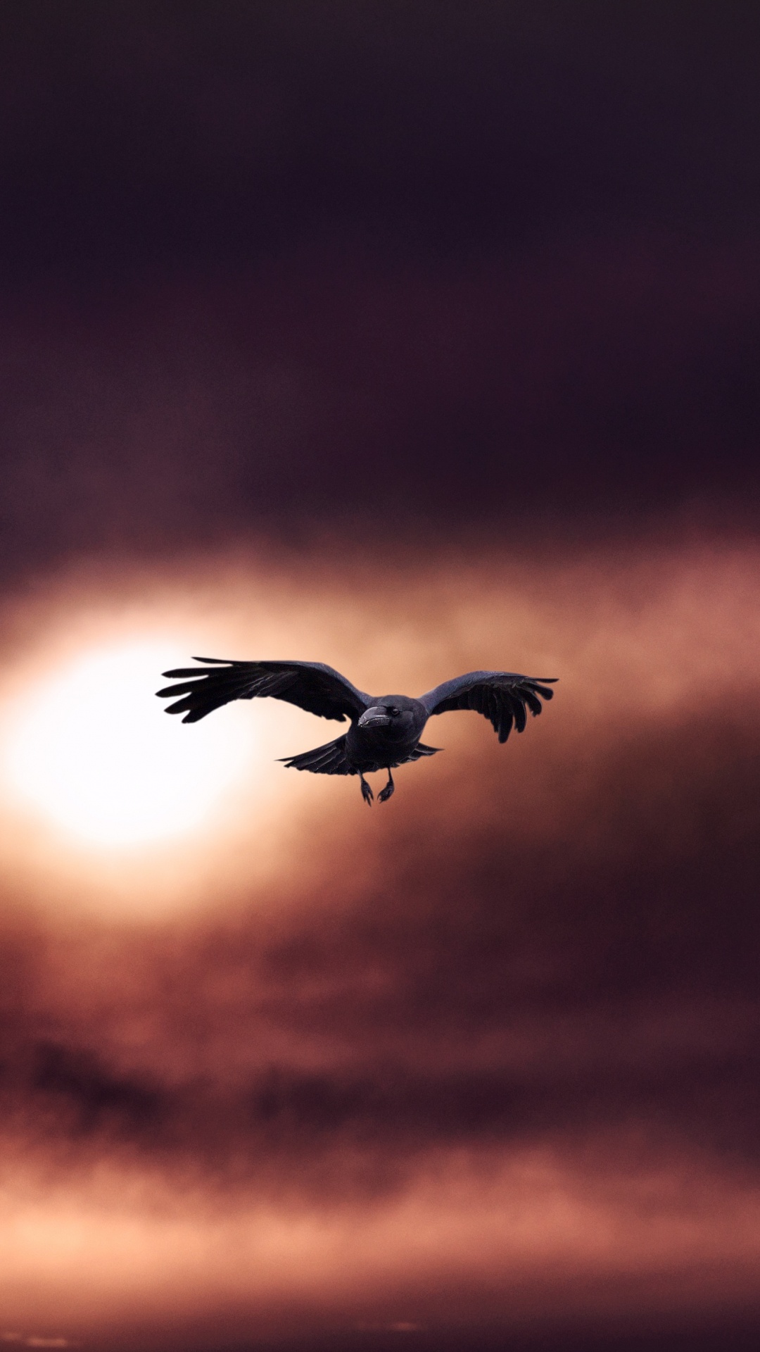 Silueta de Pájaro Volando Durante la Puesta de Sol. Wallpaper in 1080x1920 Resolution