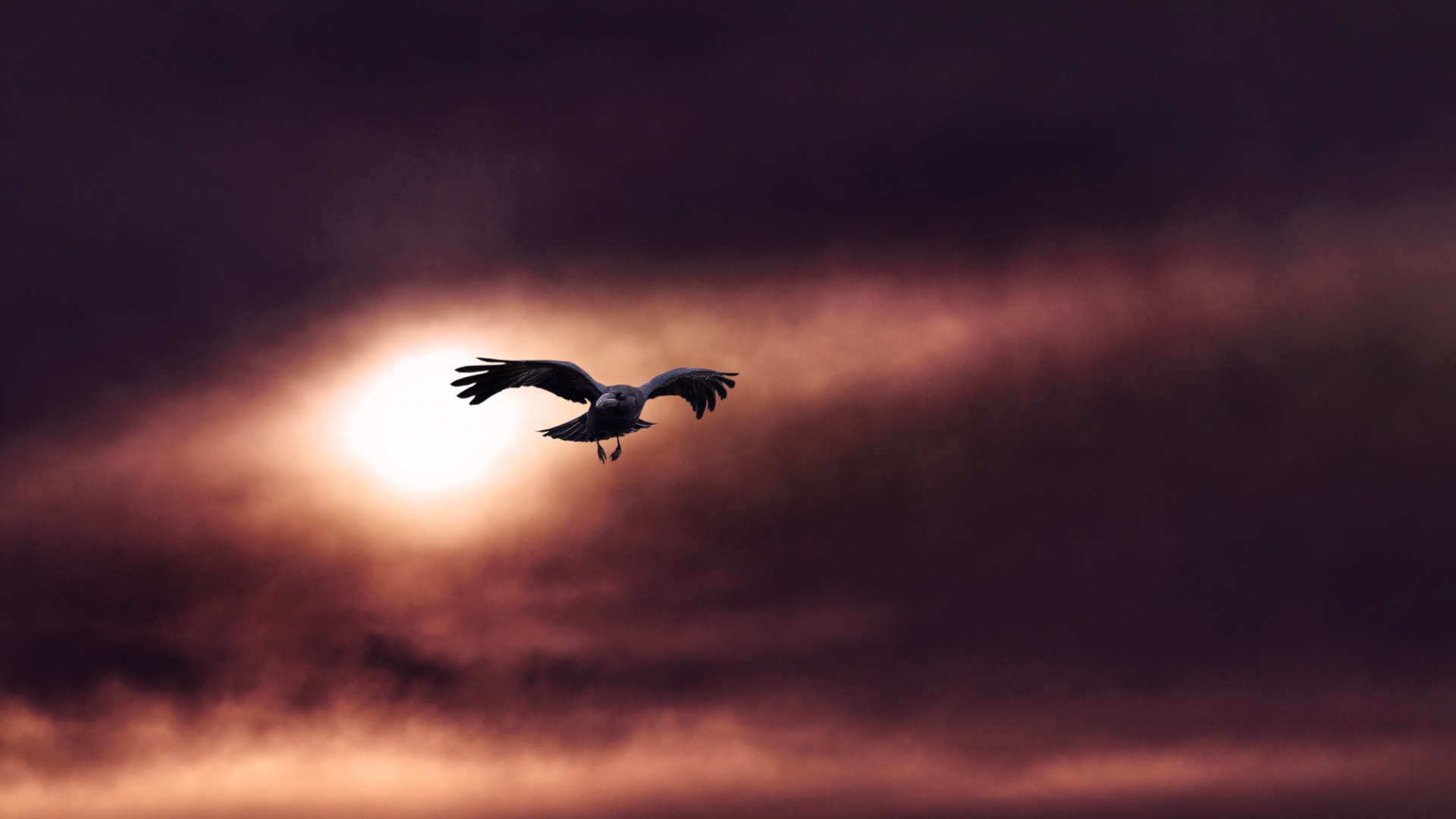 Silhouette D'oiseau Volant Pendant le Coucher du Soleil. Wallpaper in 1920x1080 Resolution