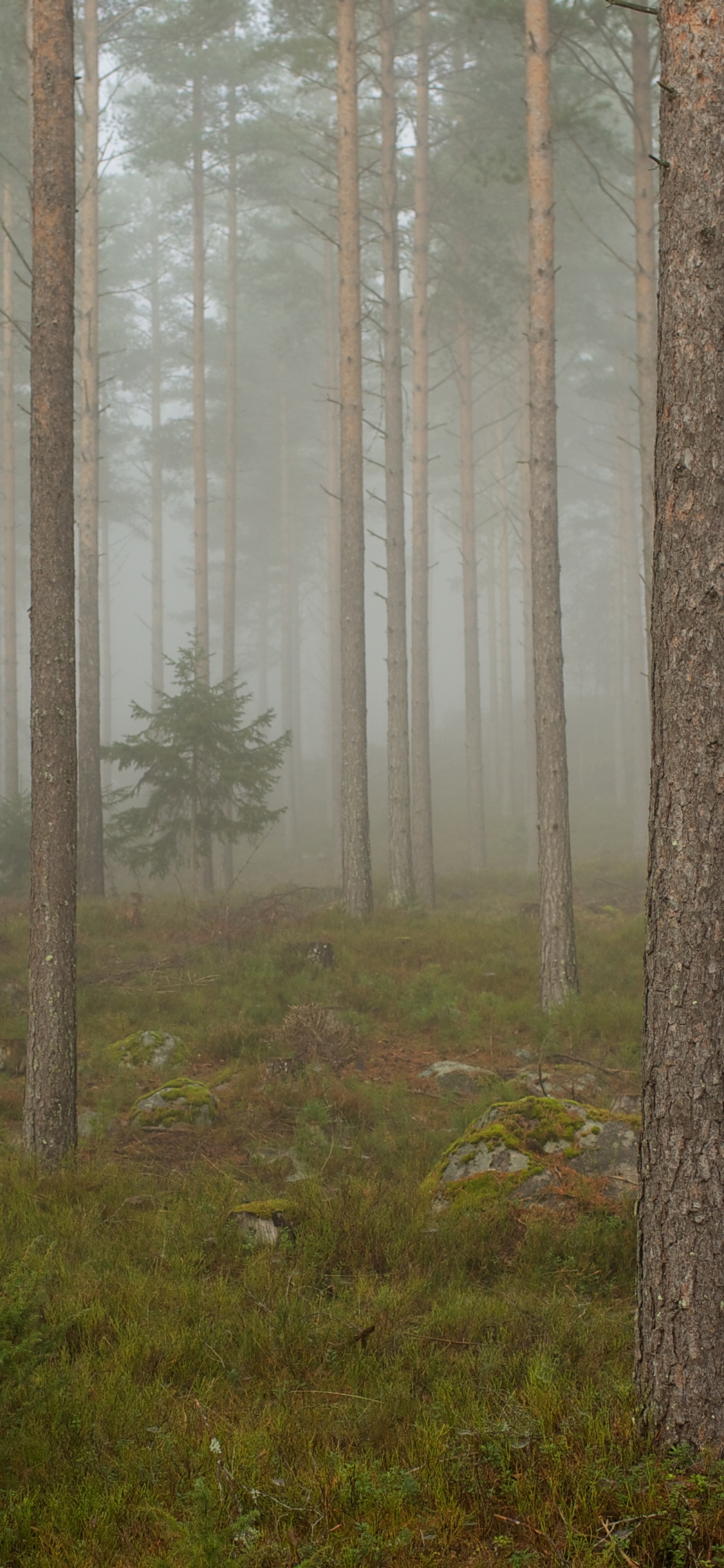 Árboles Marrones en el Campo de Hierba Verde Durante el Día. Wallpaper in 1125x2436 Resolution