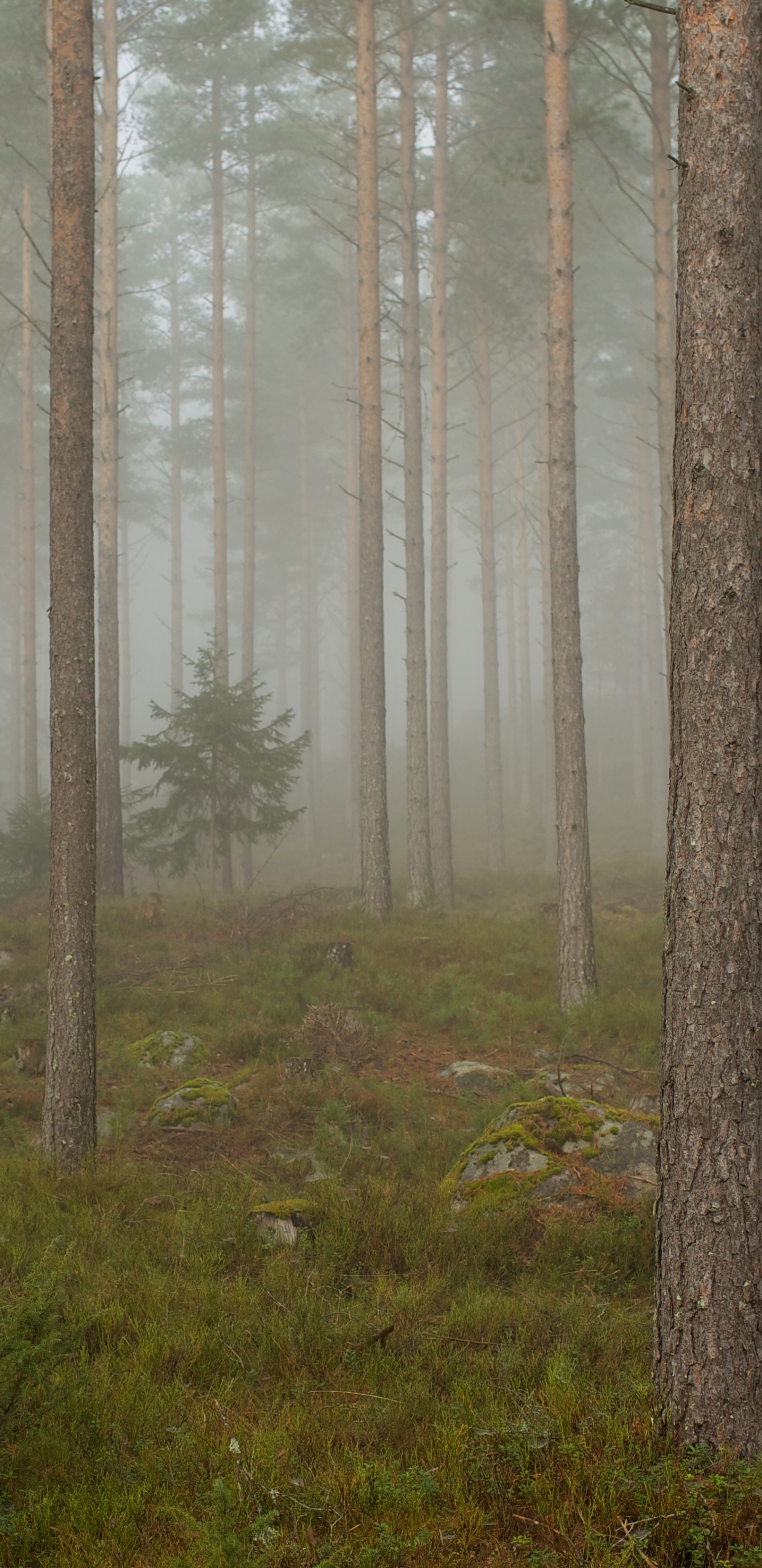 Árboles Marrones en el Campo de Hierba Verde Durante el Día. Wallpaper in 1440x2960 Resolution