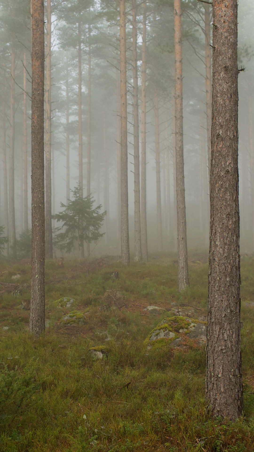 Braune Bäume Auf Grünem Grasfeld Tagsüber. Wallpaper in 1080x1920 Resolution