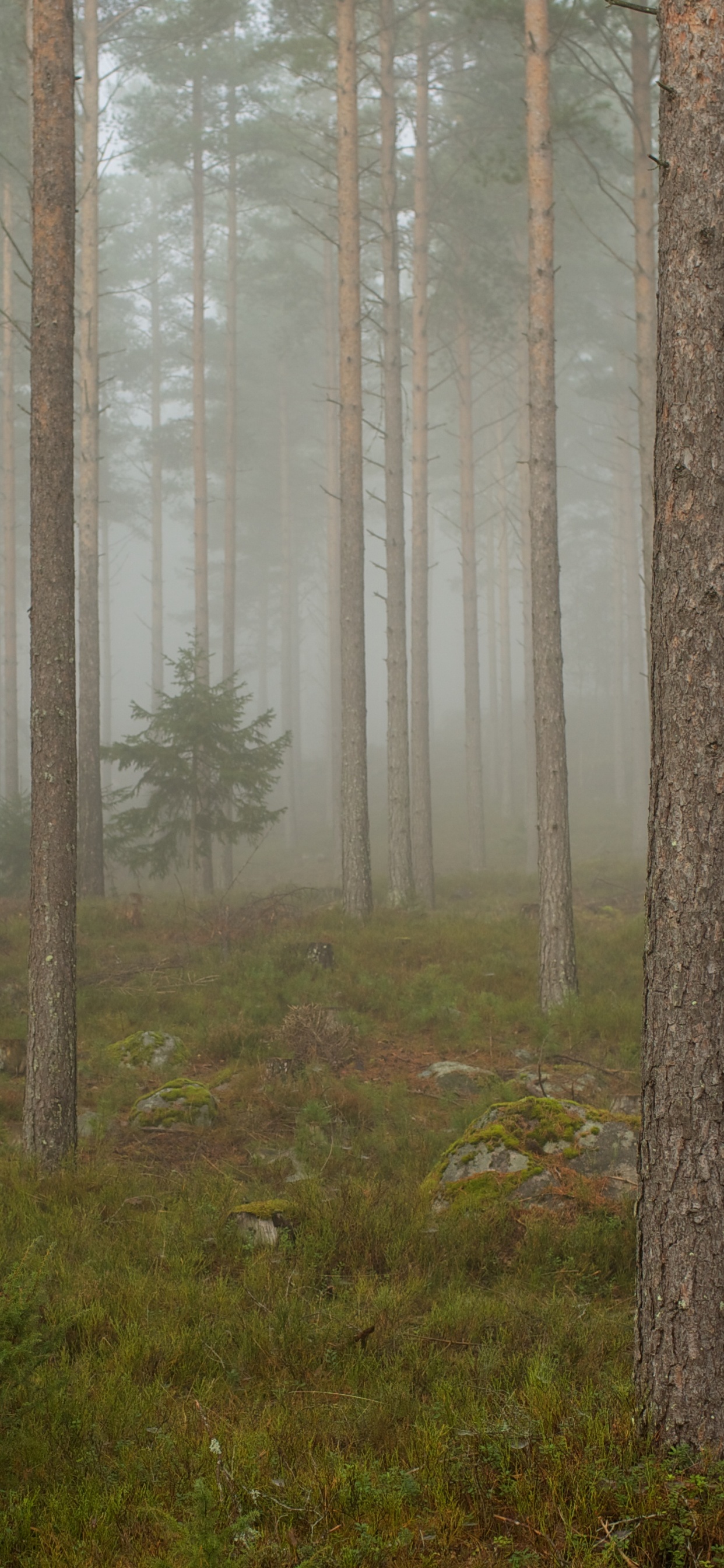 Braune Bäume Auf Grünem Grasfeld Tagsüber. Wallpaper in 1242x2688 Resolution