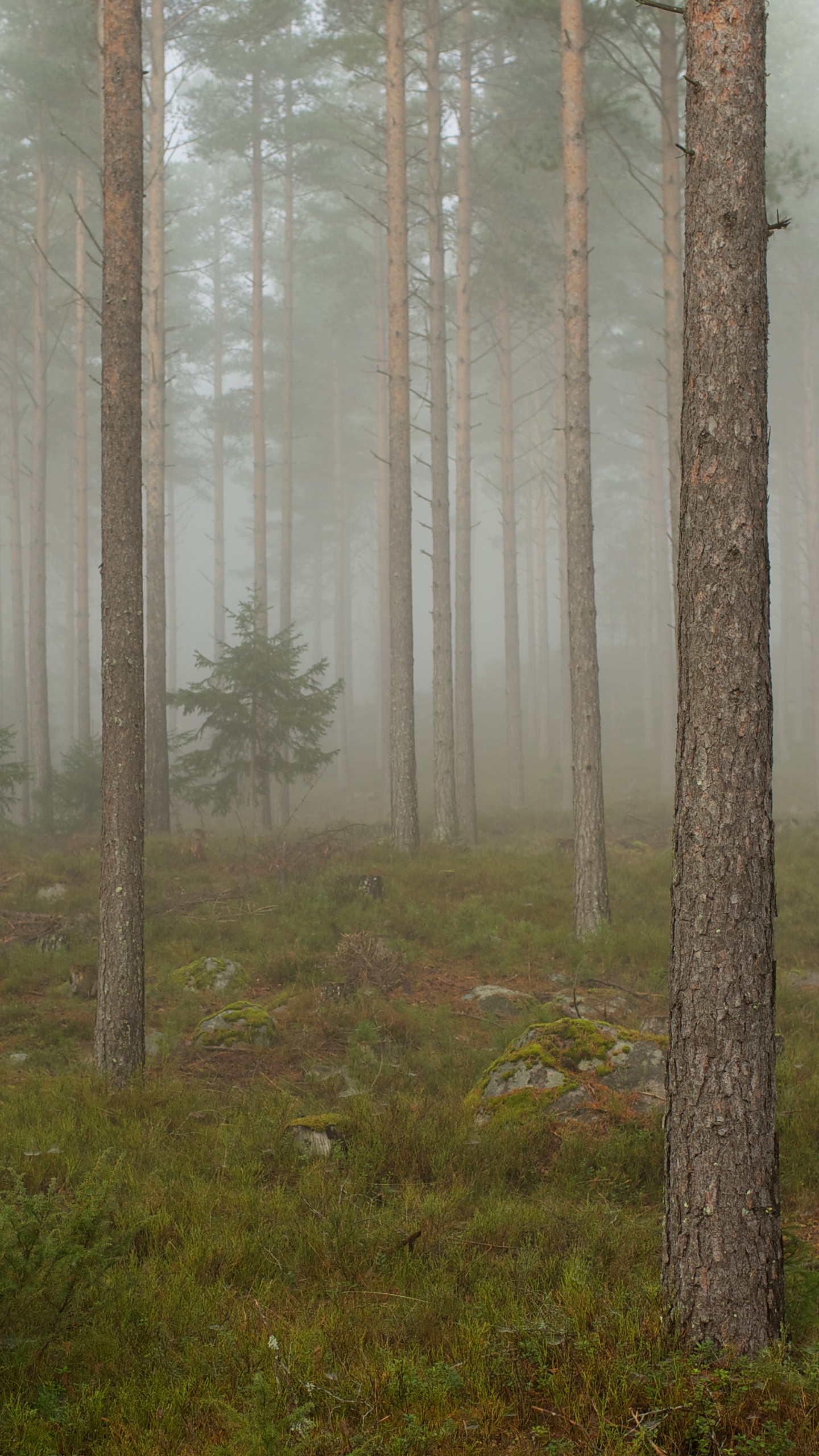 Braune Bäume Auf Grünem Grasfeld Tagsüber. Wallpaper in 1440x2560 Resolution