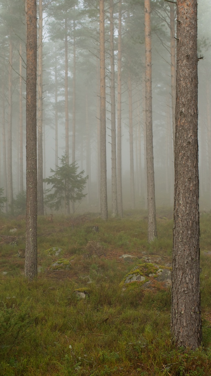 Braune Bäume Auf Grünem Grasfeld Tagsüber. Wallpaper in 720x1280 Resolution