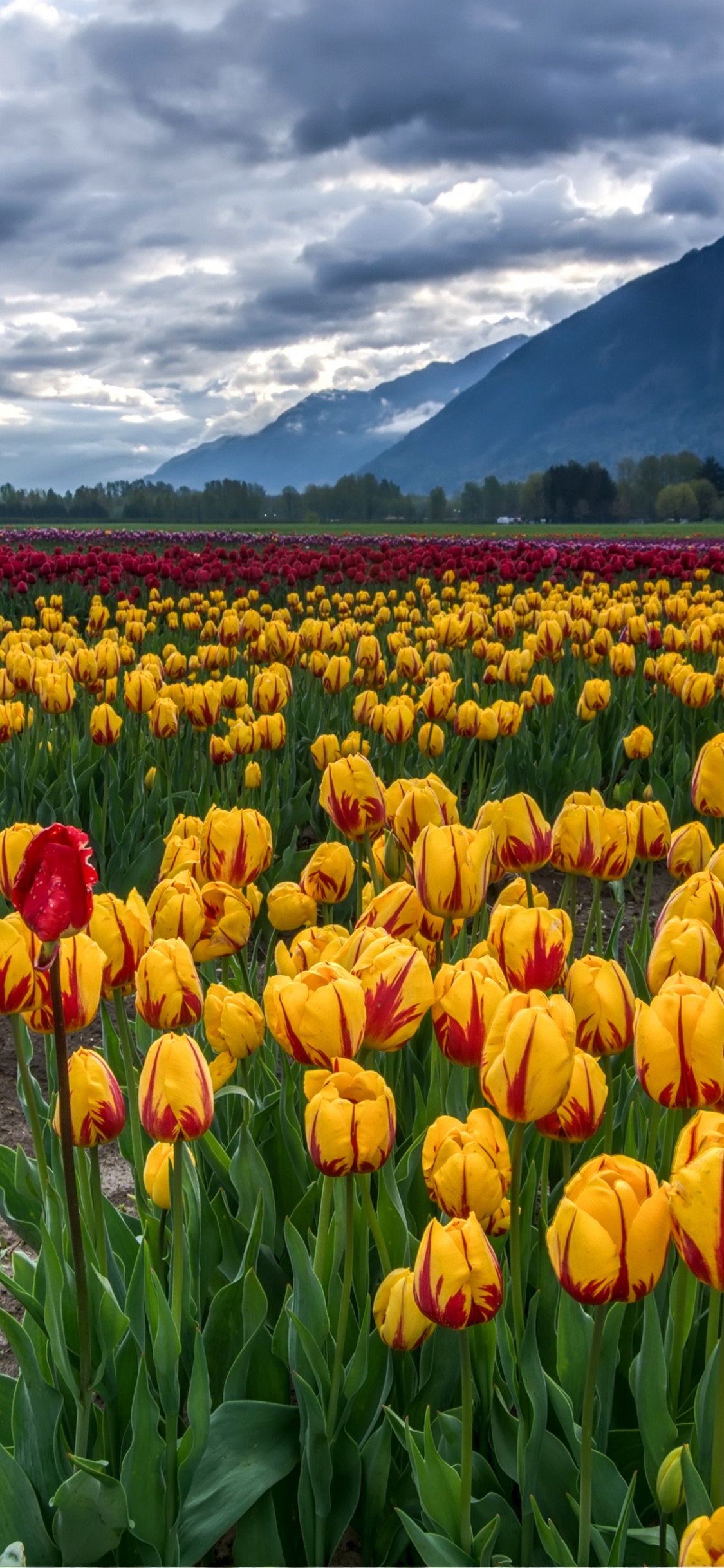 Campo de Tulipanes Amarillos y Rojos Bajo Nubes Blancas y Cielo Azul Durante el Día. Wallpaper in 1125x2436 Resolution