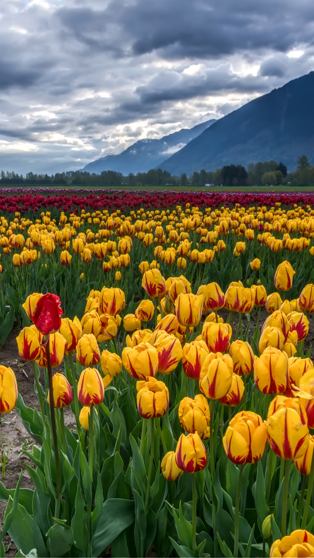 Yellow and Red Tulips Field Under White Clouds and Blue Sky During Daytime. Wallpaper in 1080x1920 Resolution