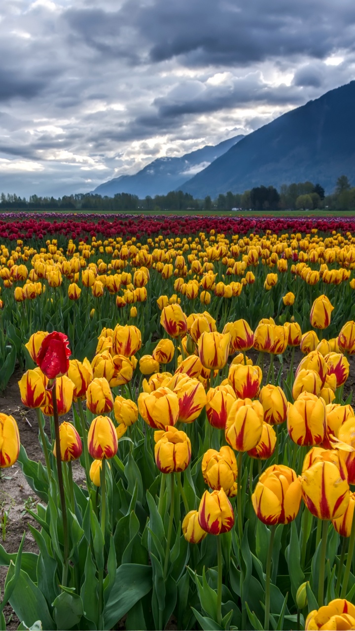 Yellow and Red Tulips Field Under White Clouds and Blue Sky During Daytime. Wallpaper in 720x1280 Resolution