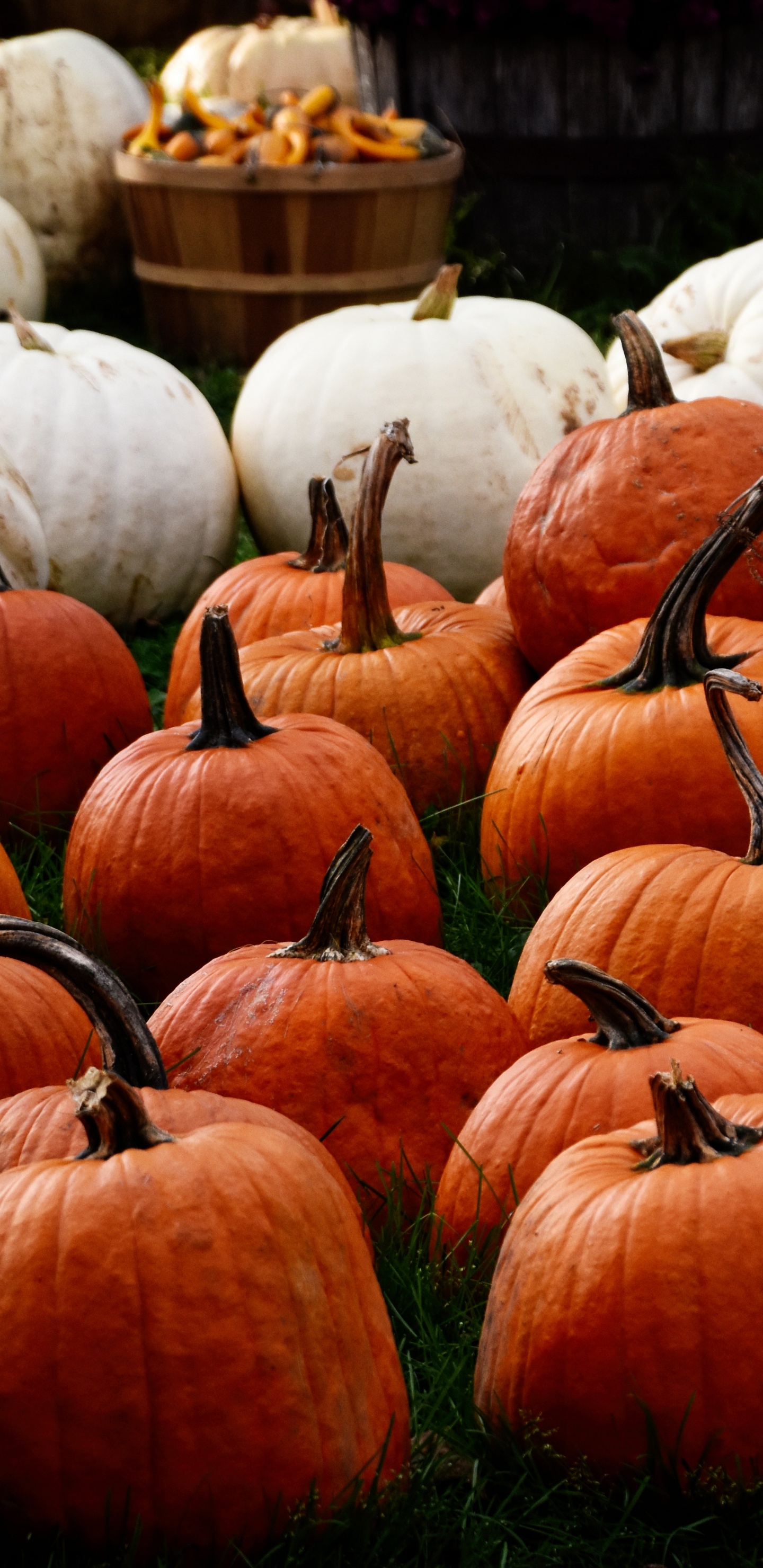 Calabazas Naranjas Sobre la Hierba Verde Durante el Día. Wallpaper in 1440x2960 Resolution