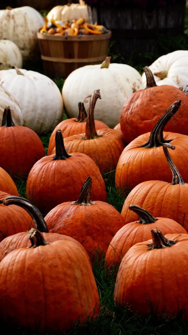 当地的食物, 冬南瓜, 感恩节, 季节, 工厂 壁纸 720x1280 允许