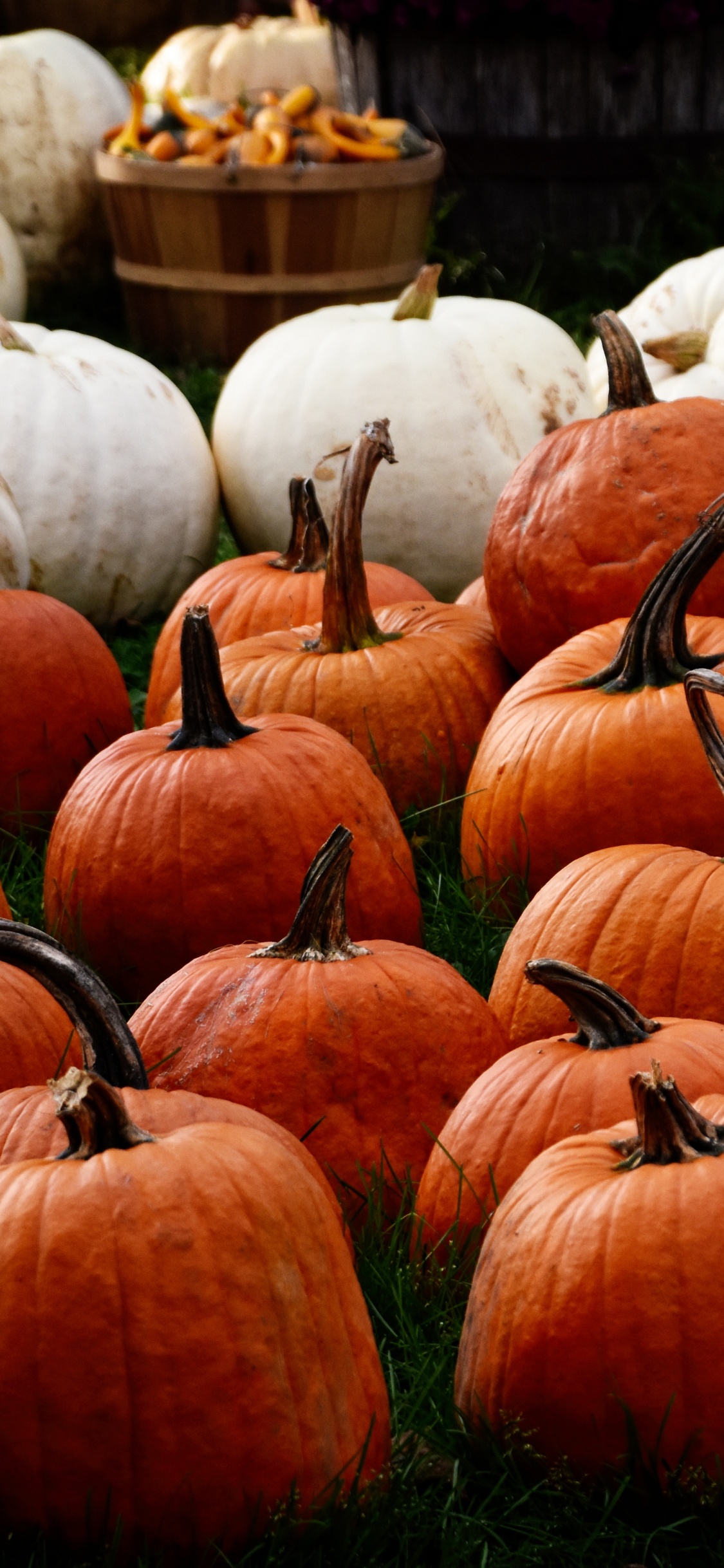 Orange Pumpkins on Green Grass During Daytime. Wallpaper in 1125x2436 Resolution