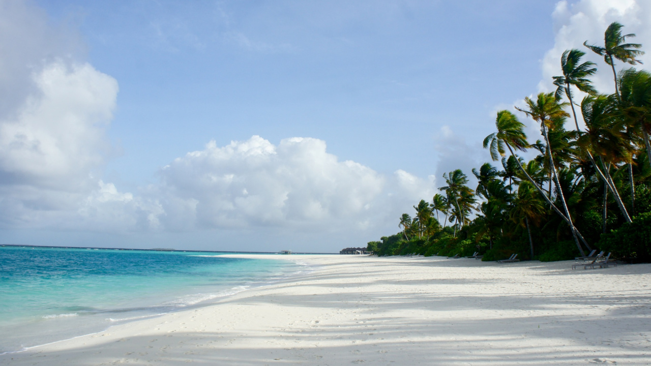 Green Palm Trees on White Sand Beach During Daytime. Wallpaper in 1280x720 Resolution