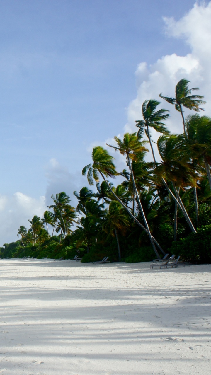 Green Palm Trees on White Sand Beach During Daytime. Wallpaper in 720x1280 Resolution