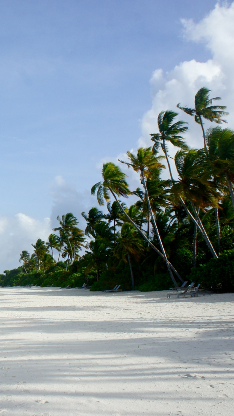 Green Palm Trees on White Sand Beach During Daytime. Wallpaper in 750x1334 Resolution