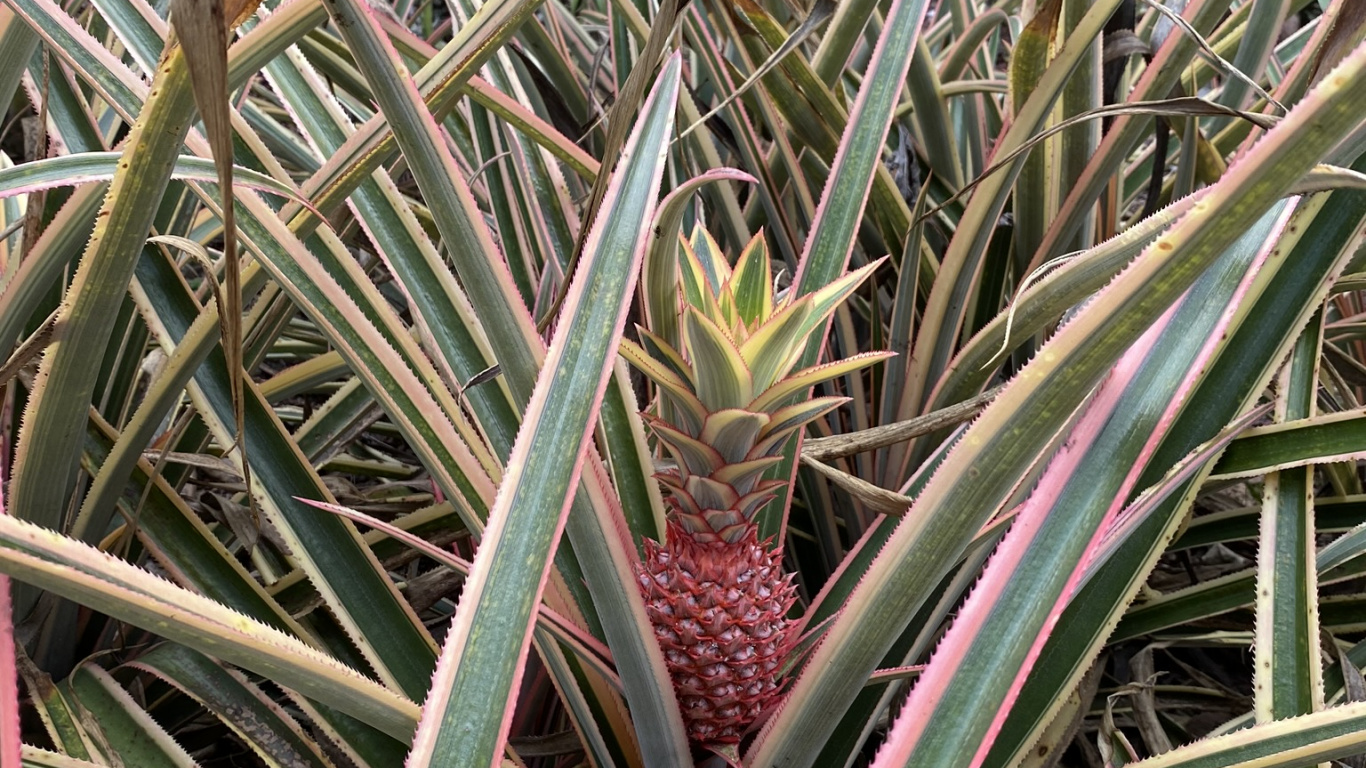 Flora, Leaf, Plant Stem, Plant Community, Vegetation. Wallpaper in 1366x768 Resolution