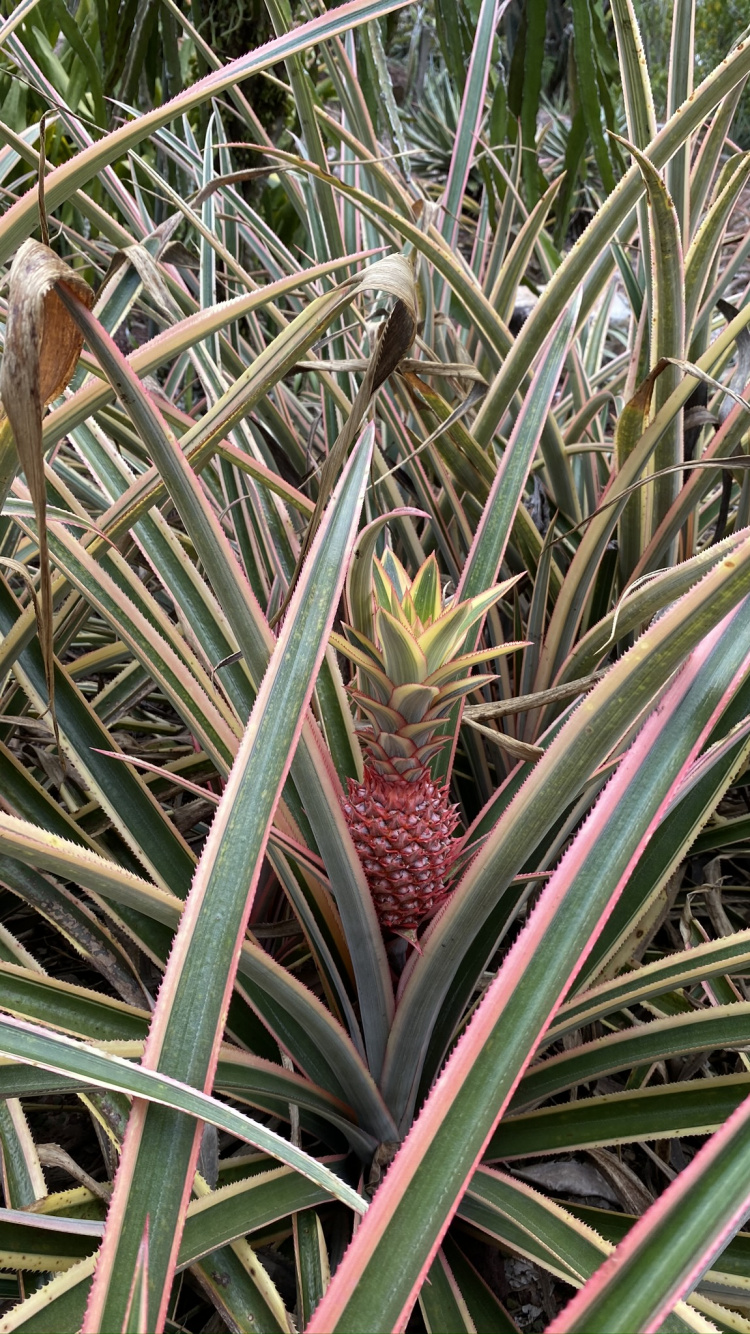 Flora, Leaf, Plant Stem, Plant Community, Vegetation. Wallpaper in 750x1334 Resolution