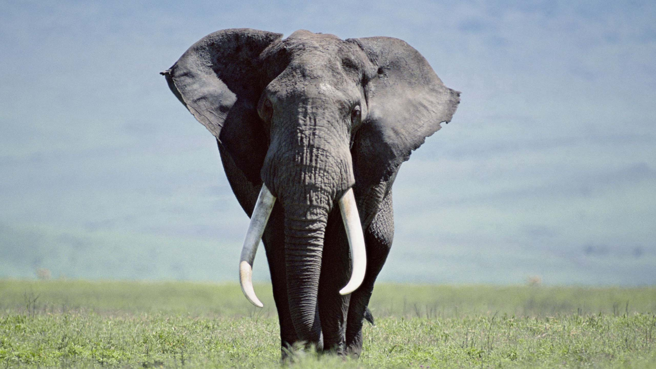 Grauer Elefant Auf Grüner Wiese Tagsüber. Wallpaper in 2560x1440 Resolution