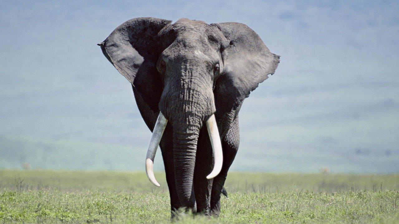 Éléphant Gris Sur Terrain D'herbe Verte Pendant la Journée. Wallpaper in 1280x720 Resolution