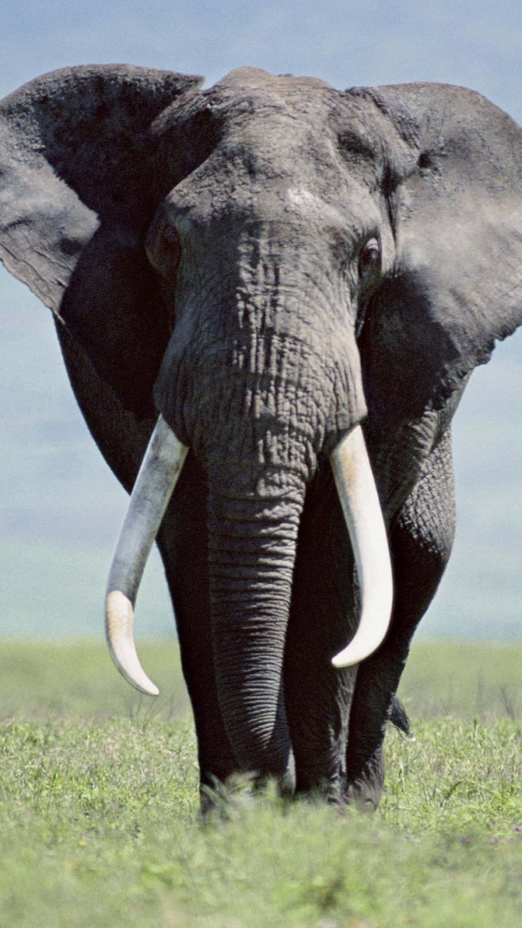 Elefante Gris en el Campo de Hierba Verde Durante el Día. Wallpaper in 750x1334 Resolution