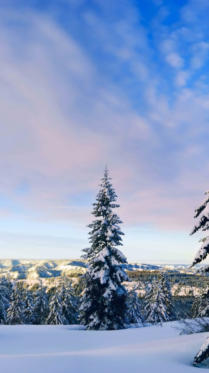 Grüne Pinien Auf Schneebedecktem Boden Unter Weißen Wolken Und Blauem Himmel Tagsüber. Wallpaper in 720x1280 Resolution