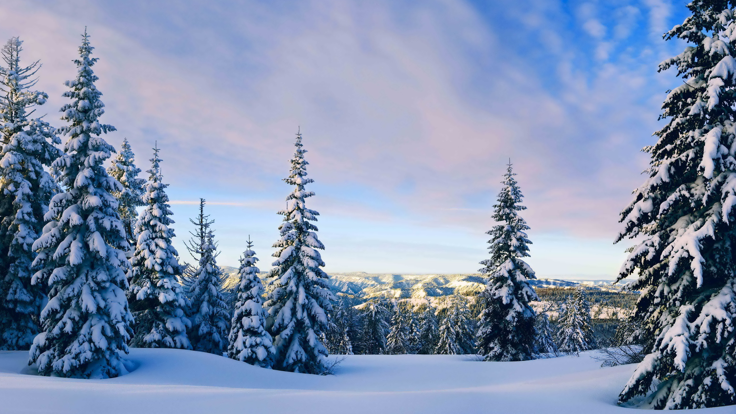 Green Pine Trees on Snow Covered Ground Under White Clouds and Blue Sky During Daytime. Wallpaper in 2560x1440 Resolution