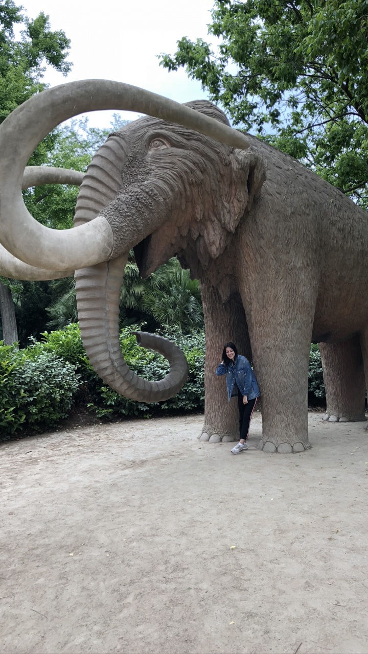 Elephants and Mammoths, African Elephants, Terrestrial Animal, Indian Elephant, Tusk. Wallpaper in 720x1280 Resolution