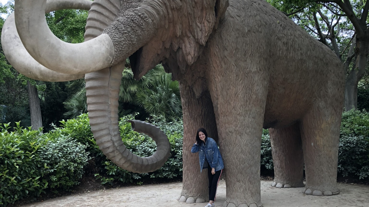 Les Éléphants et Les Mammouths, Éléphants D'Afrique, Pour Les Animaux Terrestres, Éléphant Indien, Tusk. Wallpaper in 1280x720 Resolution