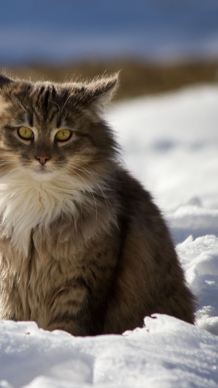 Brown and White Long Fur Cat on Snow Covered Ground During Daytime. Wallpaper in 720x1280 Resolution