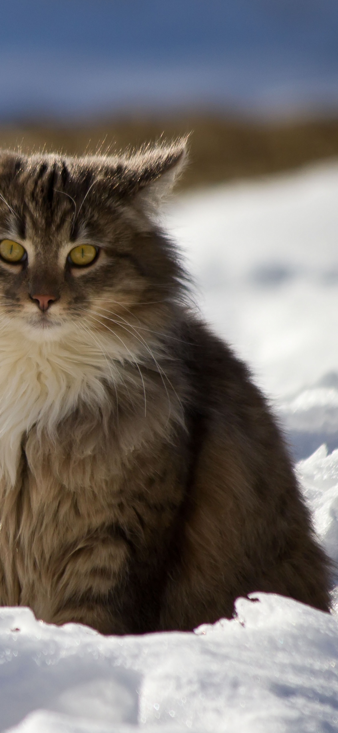 Braune Und Weiße Lange Fellkatze Auf Schneebedecktem Boden Tagsüber. Wallpaper in 1125x2436 Resolution