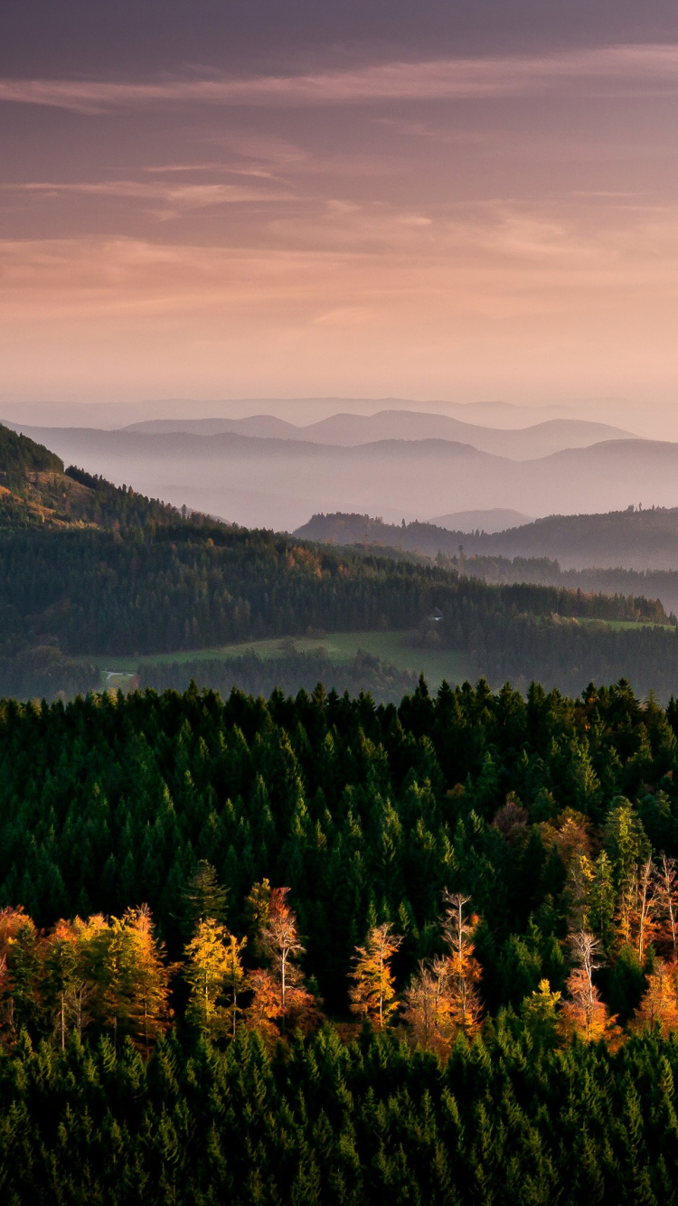 Tagsüber Grüne Bäume Auf Dem Berg. Wallpaper in 750x1334 Resolution