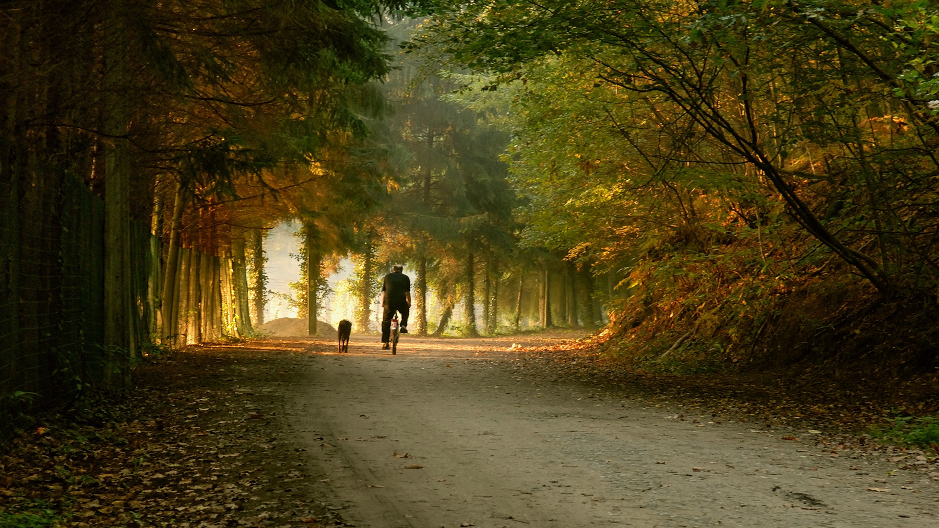 2 Person Walking on Pathway Between Trees During Daytime. Wallpaper in 1920x1080 Resolution