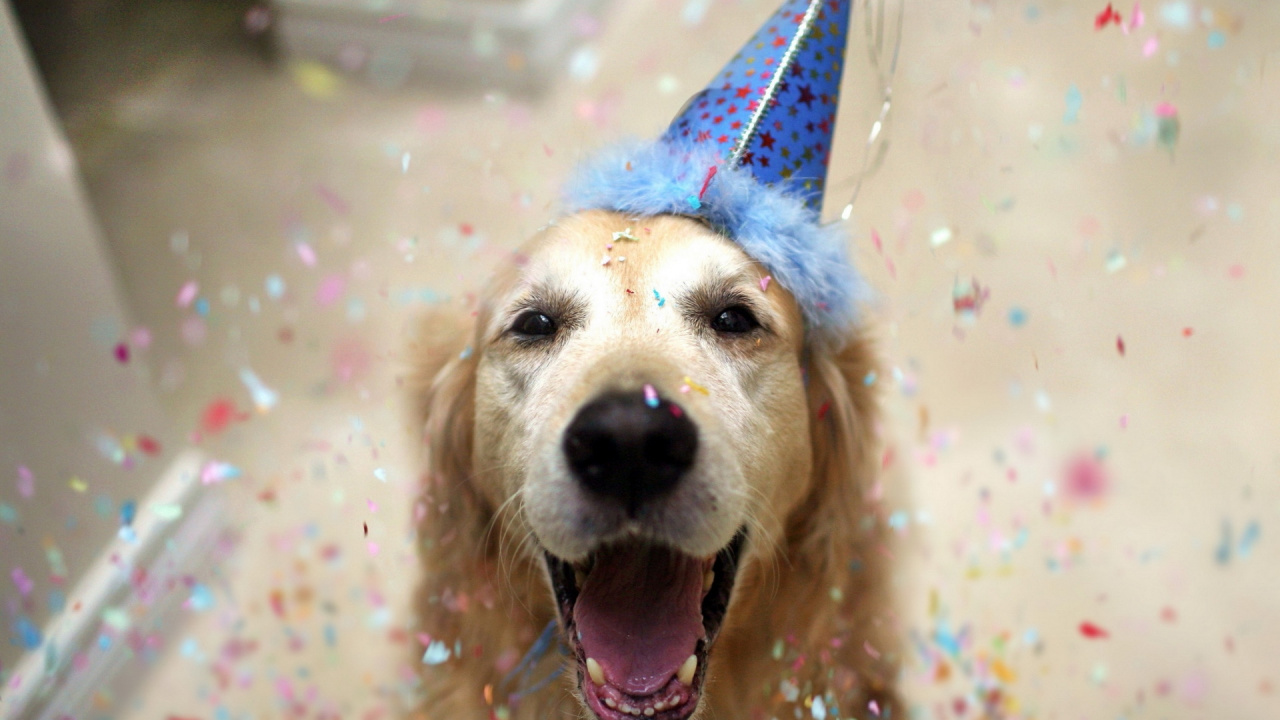 Golden Retriever Avec Chapeau Étoile Bleu et Blanc. Wallpaper in 1280x720 Resolution