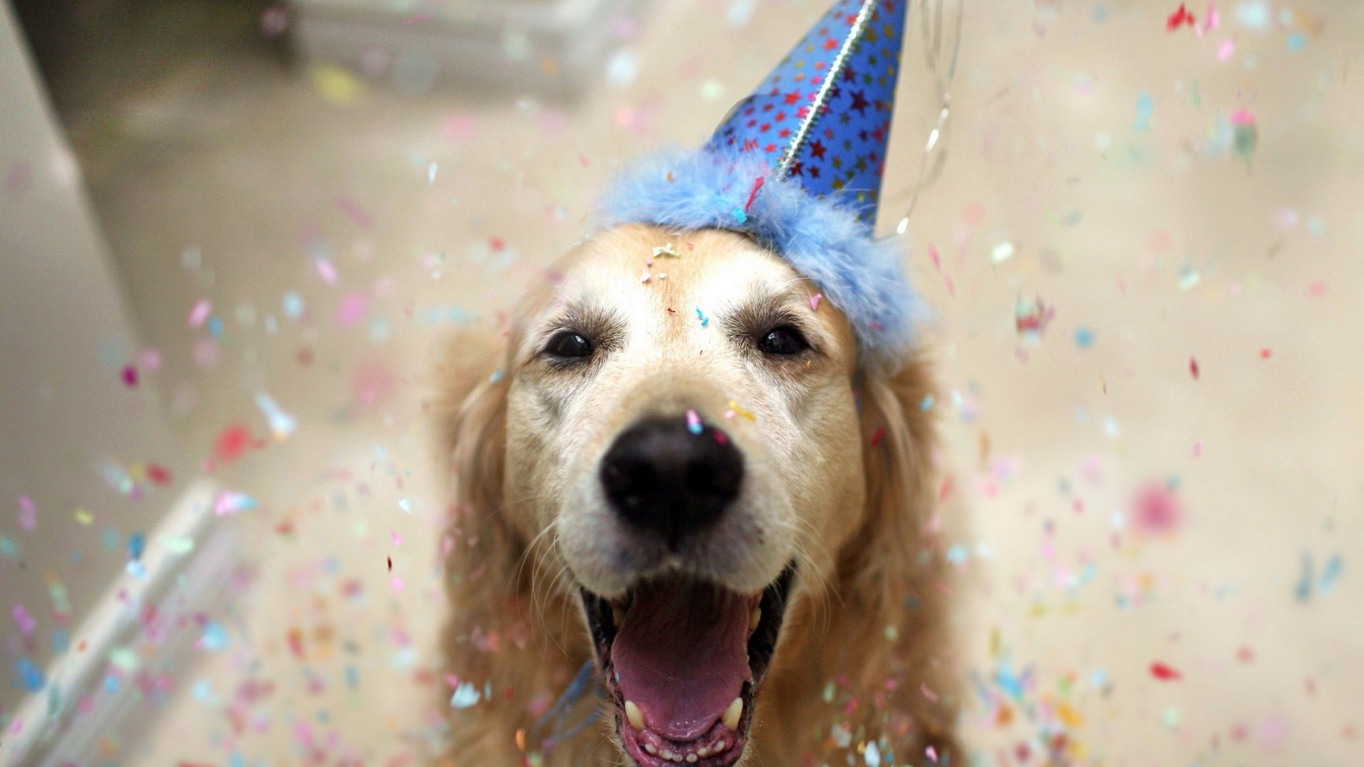 Golden Retriever Avec Chapeau Étoile Bleu et Blanc. Wallpaper in 1920x1080 Resolution