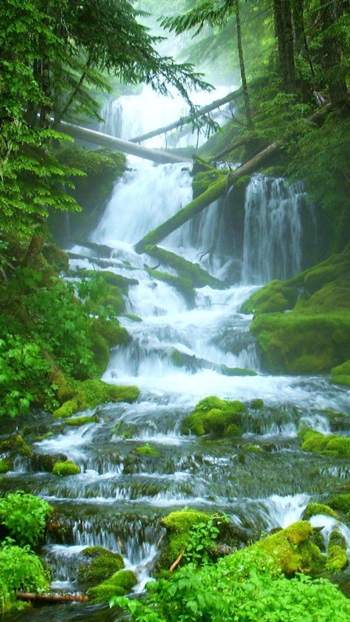 Green Moss on Rocks in River. Wallpaper in 720x1280 Resolution