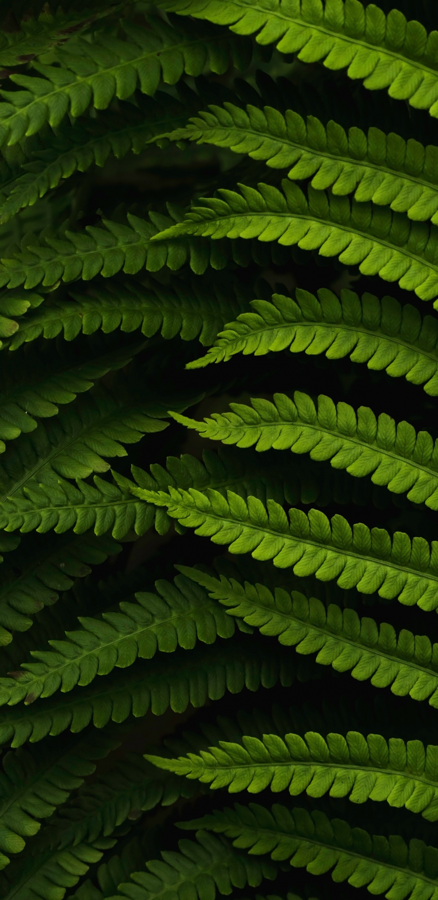 Pflanzen, Farn, Vegetation, Gr, Terrestrische Pflanzen. Wallpaper in 1440x2960 Resolution