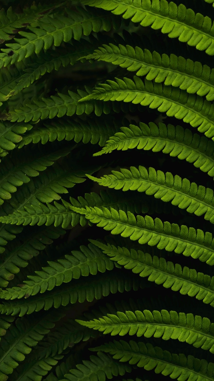 Pflanzen, Farn, Vegetation, Gr, Terrestrische Pflanzen. Wallpaper in 750x1334 Resolution